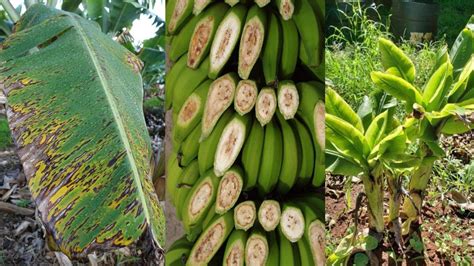 banana plant Artigos - Wikifarmer