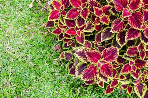 Are Coleus Plants Perennial Flowers? | Perennials, Flowers perennials ...