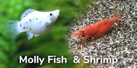 15 Best Molly Fish Tank Mates - Fish & Invertebrates Compatible with Mollies