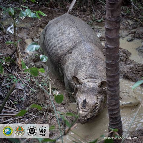 Conservationists Record a 'Surreal' Encounter With a Rare Forest Rhino Taking a Mud Bath