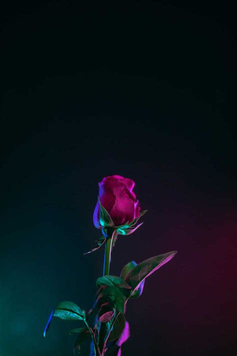 4K Rose Wallpaper - iXpap