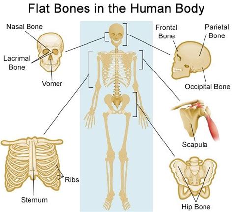 Flat bones in human body | Basic anatomy and physiology, Human body, Human bones