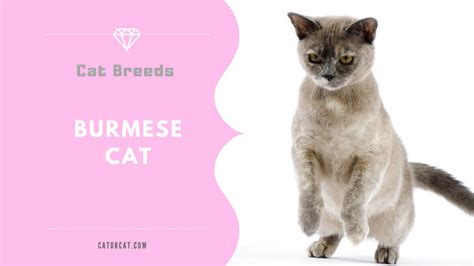 Burmese Cat Breed - Facts, Origin, History and Personality Traits