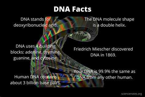 20 DNA Facts - Fun Facts About DNA