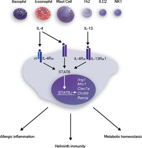 Interleukin-4- and interleukin-13-mediated alternatively activated macrophages: roles in ...