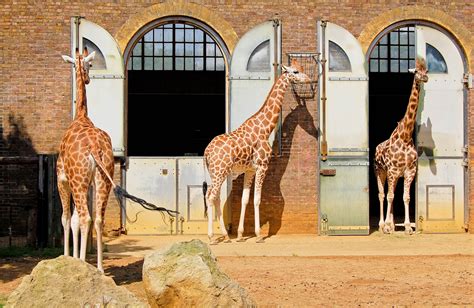 What To Expect When Visiting ZSL London Zoo