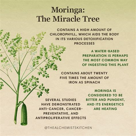 Moringa: The Miracle Tree - The Alchemist's Kitchen