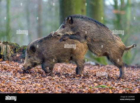 wild boar, pig, wild boar (Sus scrofa), mounting, Germany, Lower Saxony ...