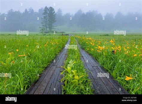 Boardwalk in wetland, with day lily flowers, Ozegahara marshland, Oze national park, Hinoemata ...