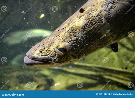 Australian Lungfish Or Queensland Lungfish Or Neoceratodus Forsteri A ...