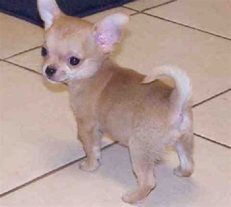 Chihuahua Puppies for Free | teacup-chihuahua-puppies-for-free-adoption ...