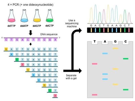 DNA Sequencing- Maxam–Gilbert and Sanger Dideoxy Method