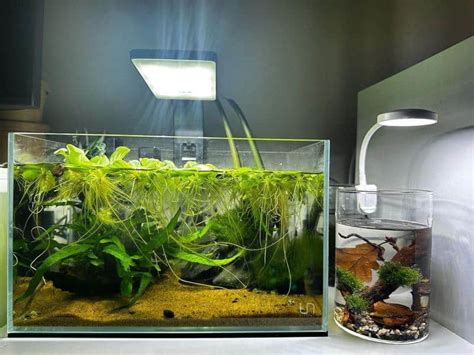 Water Lettuce in Aquarium: Benefits & Care