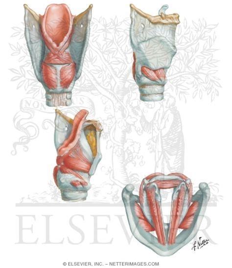 Intrinsic Muscles of Larynx