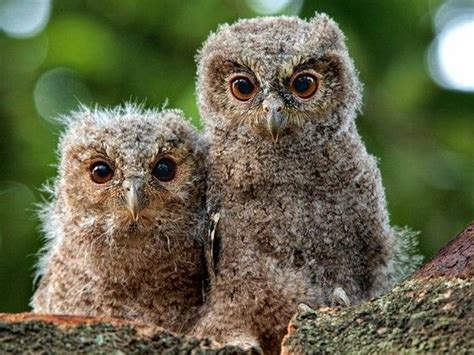 Scops owlets | Baby owls, Cute animals, Animal wallpaper