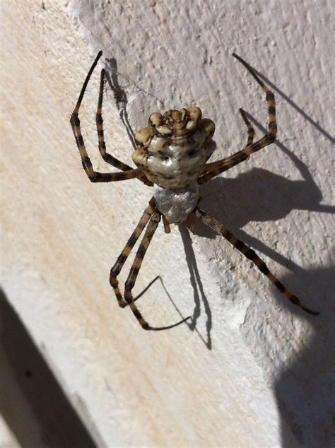 Incy Wincy Spider climbed up the garden wall. | Garden wall, Spider, Animals