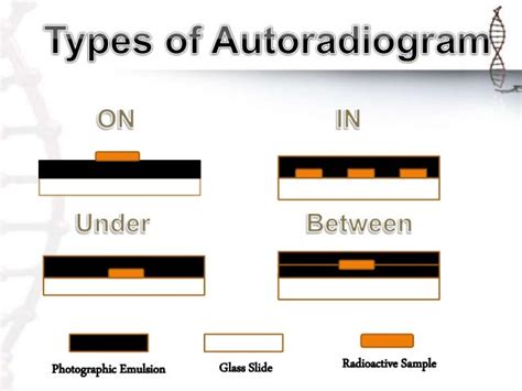 Autoradiography