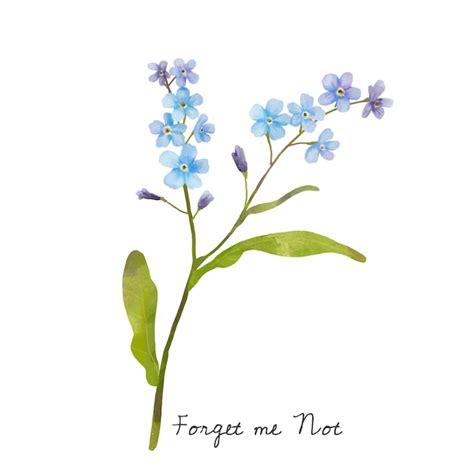 Free Vector | Illustration of Forget me not flower isolated on white ...