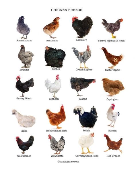 “Choosing the Right Chicken Breeds for Your Backyard: A Comprehensive Overview” | by Jesseca ...