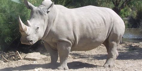 Rare White Rhino Dies, Leaving Just 5 In The World - The Dodo