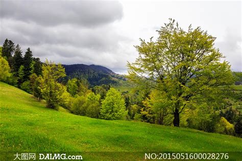 绿色山坡和树林风景摄影图片_大图网图片素材