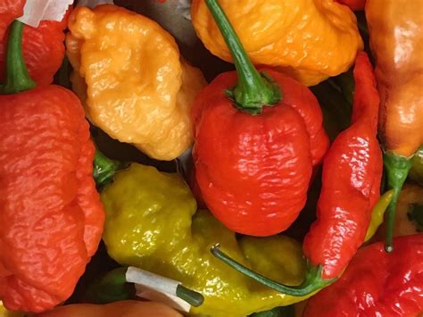 Mixed Superhot Pepper Seed Variety Pack Unlabeled Seeds 25 Rare Pepper Seeds - Etsy