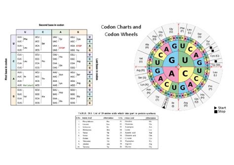 Codon Chart and Wheel | PDF