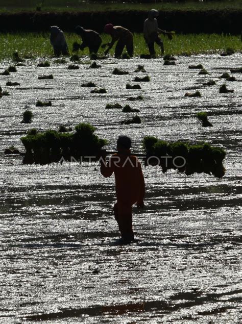 SAWAH TADAH HUJAN | ANTARA Foto