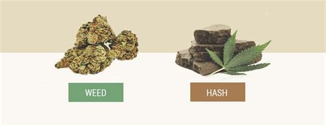 The different effects of weed and hash - RQS Blog