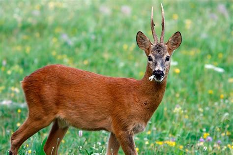 Valmadonna: agricoltore aggredito e ferito da un capriolo - www.dialessandria.it