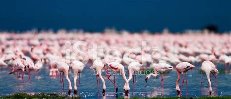 Flamingos At Lake Nakuru Stock Photo | Royalty-Free | FreeImages