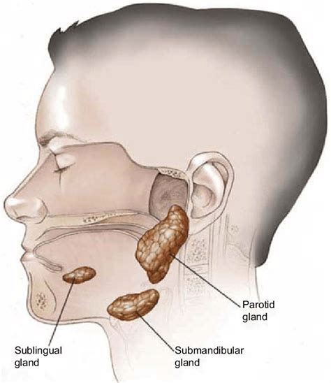 Salivary Glands Anatomy Model