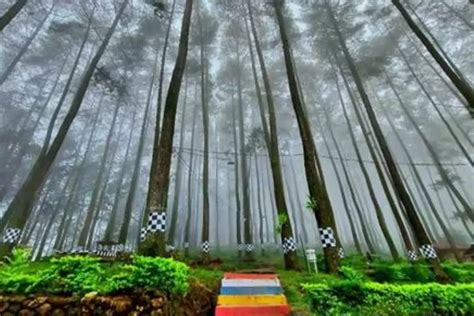 Hits! Camping di Tengah Hutan Pinus di Jawa Tengah, gak Kalah sama Hutan Lembang di Bandung ...