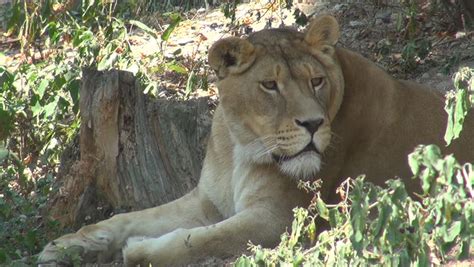 Lion Eating Antelope Stock Footage Video 5717432 - Shutterstock