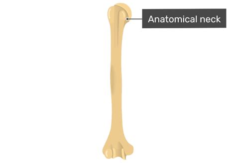 Humerus Bone - Anterior Markings