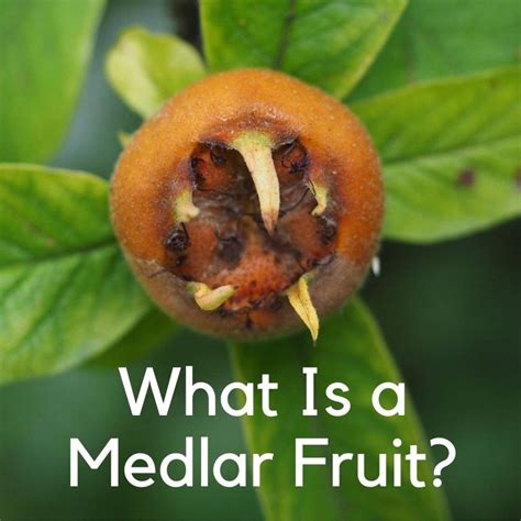 What Is a Medlar Fruit (Musmula) & Where Do They Come From? - Dengarden