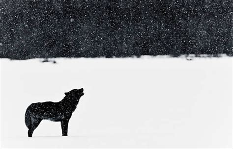 Alexander Archipelago Wolf Size