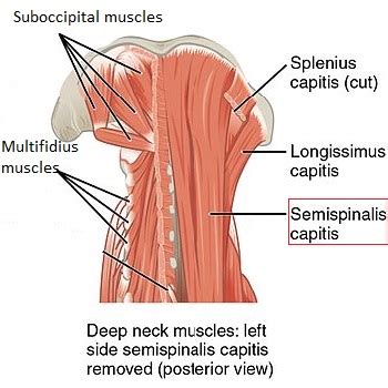 Semispinalis Capitis Muscle | Action & Stretch | Study.com