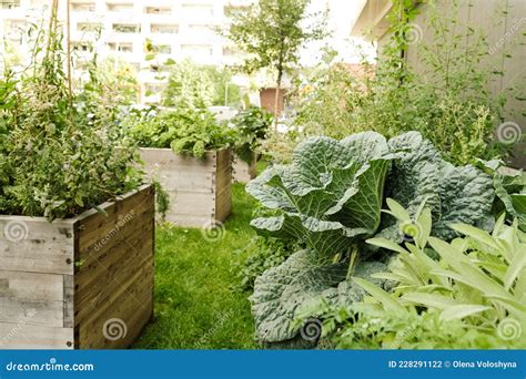 Urban farming stock photo. Image of gardening, urban - 228291122