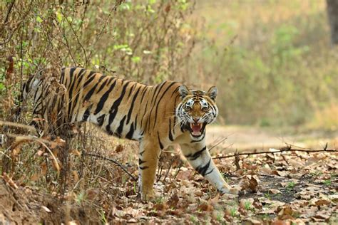 Kanha National Park: Must-Know Information and Guide - Phenomenal Place