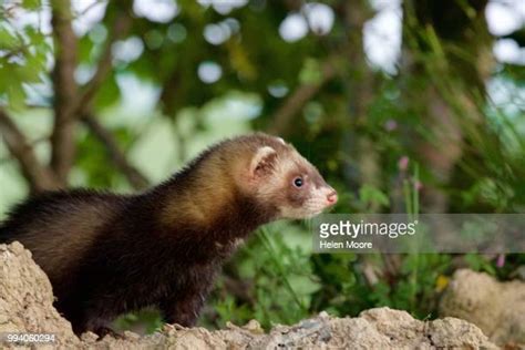 2,215 Polecat Stock Photos, High-Res Pictures, and Images - Getty Images