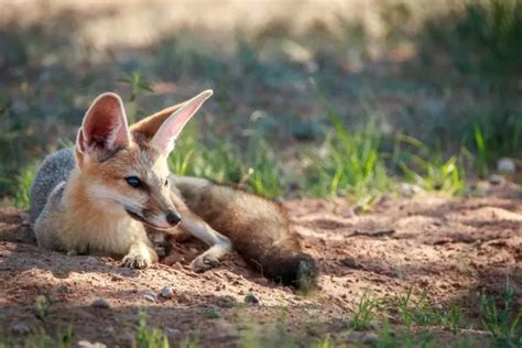 Desert Foxes | Species That Thrive in the Desert - All Things Foxes