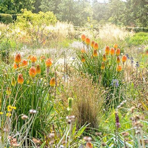 11 Top Plants For Fuss-Free Native Prairie Gardens | The Family Handyman