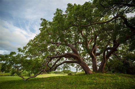 How Old Is That Gumbo Limbo Tree? – Randell Research Center