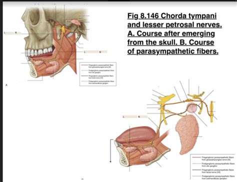 Chorda Tympani Petrotympanic Fissure