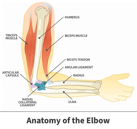 Hyperextension Injury of the Elbow | Florida Orthopaedic Institute