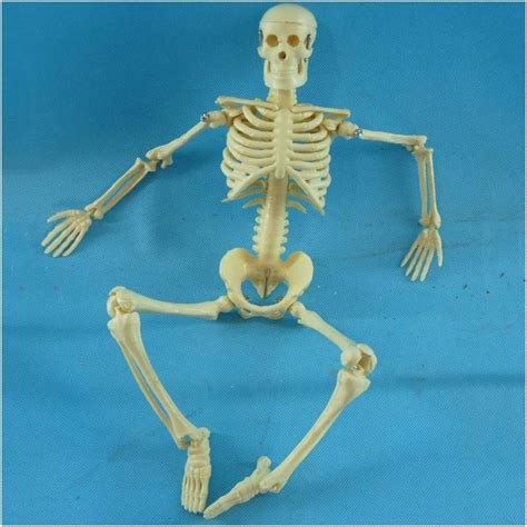 Buy Anatomy Models 45Cm Human Skeleton Skull Model Medical Teaching Model Human Skeleton ...