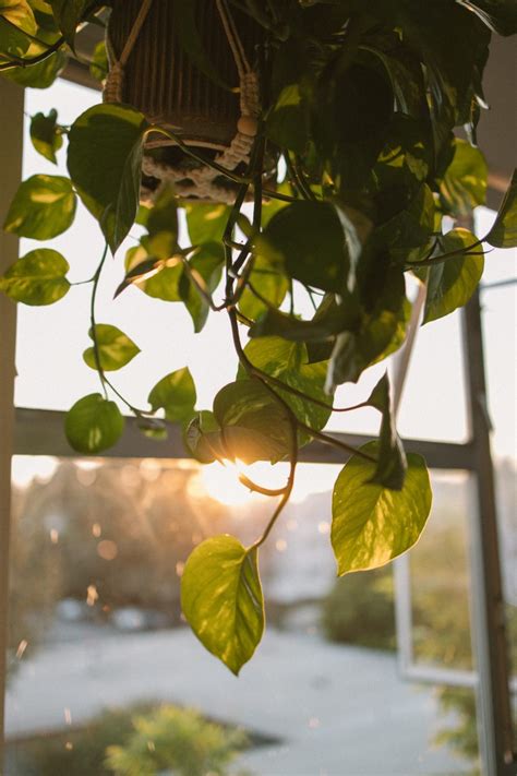 Hanging Plants For The Bedroom