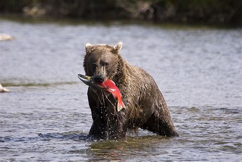 Alaska Wildlife Photos