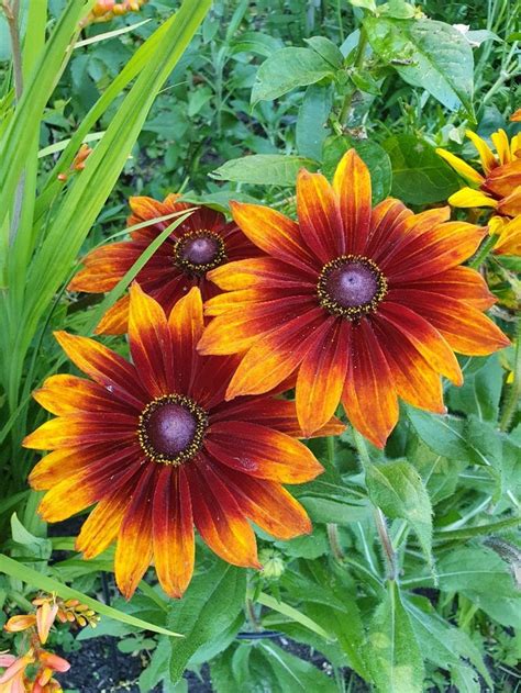 Rudbeckia hirta 'Autumn Colours' 9cm pot